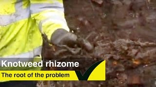 How to identify a Japanese knotweed rhizome [upl. by Esalb]