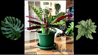 🌿 Calathea LancifoliaGoeppertia Insignis [upl. by Nedaj]