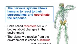 Nervous System Part 1  Overview ALevel Biology [upl. by Nisen]