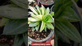 Haworthia Retusa varigated  Lush Nursery [upl. by Barrus]