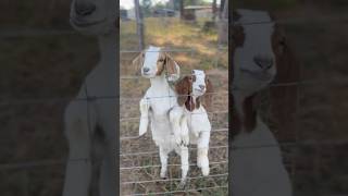 Too cute Boer goats Babies waiting on their bottles boergoats breeding babies life [upl. by Jacobine]