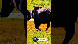 mmerse Yourself in the Majesty A Detailed Look at Black Bull Movement [upl. by Pepin]