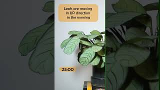 Prayer Plant TimeLapse Ctenanthe burlemarxii houseplants zimmerpflanzen plantas rosliny [upl. by Auqinat]