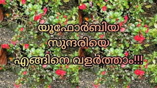 Euphorbia plant care in Malayalam [upl. by Ynittirb]