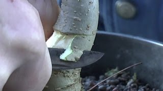 Bonsai abmoosen der Esche Teil 2 part 2 Bonsai fraxinus [upl. by Chloette235]