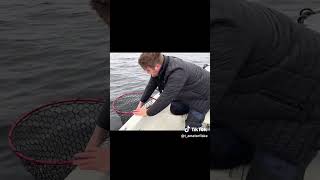 Mjøsa leverer alltid fin abbor fishing fish abborre perch fishingvideo fishinglife [upl. by Aihsinyt]