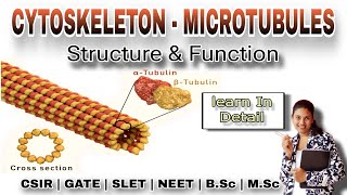 CYTOSKELETON  MICROTUBULES Structure and function In Detail  MSc Classes  Cell Biology [upl. by Eeliak]