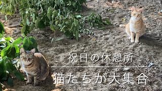 祝日の休憩所😀猫たちが大集合😄 [upl. by Nagar]