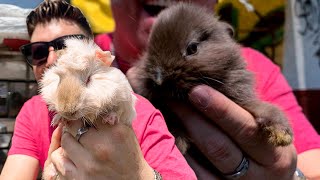 En búsqueda del mejor roedor Mascota en Mercado de los peces HAMSTER CUYOS o CONEJITOS [upl. by Aisylla272]