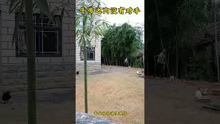 Master show darts kung fu no opponent within ten moves kungfu [upl. by Tzong747]