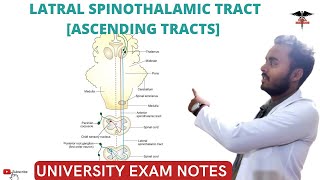 Lateral Spinothalamic tract  Ascending Tracts  Spinal cord  CNS Physiology [upl. by Ardried]