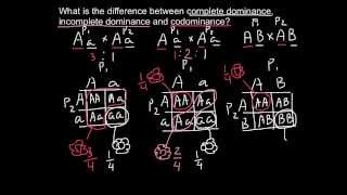 Complete Incomplete Dominance and Codominance  difference explained [upl. by Tremain860]