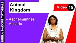 Animal Kingdom  NEET  Aschelminthes  Ascaris  Neela Bakore Tutorials [upl. by Aerdnu203]