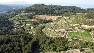 Discovering Provence wines from Bandol region at Chateau de Pibarnon estate Obiwine [upl. by Decca]