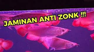 JAMINAN ANTI ZONK ‼️ [upl. by Animrac]