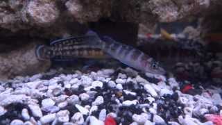 Julidochromis amp Neolamprologus cylindricus amp leleupi 03 [upl. by Ahseen]