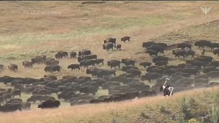 Buffalo roundup draws crowd to South Dakotas Custer State Park [upl. by Aivatan]