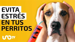 ¿Cómo proteger a los perritos de la pirotecnia [upl. by Anderer]