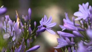 Voorjaar  Agapanthus combineren met siergrassen [upl. by Hesketh]