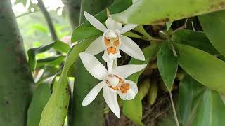 Coelogyne Nitida Orchids [upl. by Yruama]