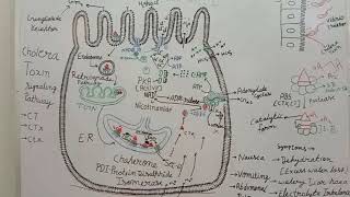 Cholera Toxin [upl. by Akihc]