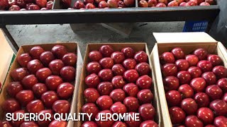 JEROMINE Apple Market 200kg Half Box Fruit Quality MM111MM106 RootstockOrchard Elevation5000 ft [upl. by Gaidano]