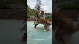 Training Big Wild Aggressive Husky 🤯 How To Train Dog 💀😱 shorts pets dog trending traineddogs [upl. by Qerat]