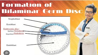 Changes in Embryoblast  Formation of Amniotic Cavity and Primary Yolk Sac [upl. by Lorne]