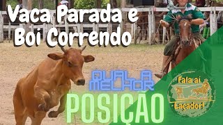 Laço Comprido Vaca parada e boi correndo qual a melhor distancia [upl. by Gamages292]