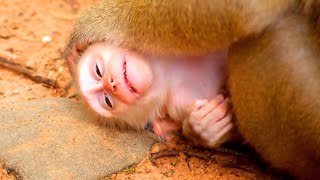 So sad Mother monkey Luna rejected milk to baby Luno and make her baby Luno crying and got sleep [upl. by Tavie]