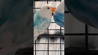 African lovebirds blue amp cobalt fischer pied [upl. by Dercy733]