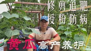 【渔耕笔记】种黄瓜  黄瓜种植花期如何修剪、追肥、授粉及防病虫害，中期高产养护 Grow Cucumber Complete Guide [upl. by Halley136]