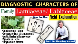 Family Labiateae Diagnostic Characters  Family Lamiaceae  Family Labiateae  Info Biodiversity [upl. by Dnomasor]