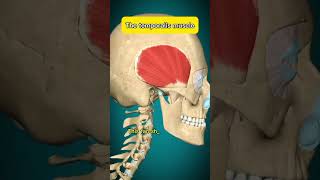 Temporalis Muscle Anatomy Function amp Headaches temporalis anatomy acnnlifearena [upl. by Rehpotsirahc]