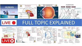 GRADE 12 LIFE SCIENCES  NERVOUS SYSTEM BRAIN SPINAL CORD REFLEX ARC EYE EAR THUNDEREDUC [upl. by Burrill]