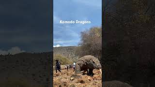 Varanus komodoensis travel nature beautiful Dragons [upl. by Ahsieket]