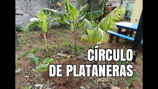 La MEJOR forma de PLANTAR tus PLATANERASGUINEOS paso a paso  círculo de plataneras [upl. by Imorej]