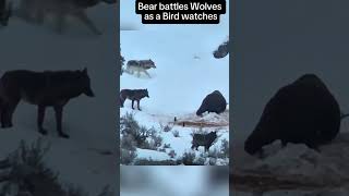 Bear Vs Wolf animals viralvideo youtubeshorts dangerousanimals [upl. by Schechter559]