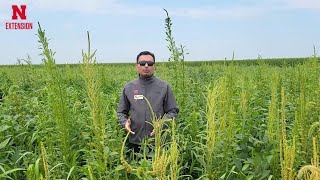 Tips for control of herbicideresistant Palmer amaranth in soybean  N Field Observations [upl. by Yerfdog]