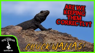 CHUCKWALLAS and other DESERT LIZARDS IN THE WILD Are we keeping them correctly [upl. by Bick]