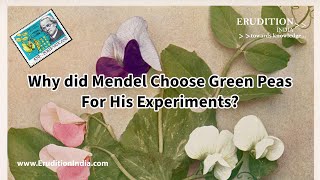 Why did Mendel choose green peas for his experiments ClassX ICSE  CBSE [upl. by Moulden]