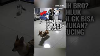 Ke Mana Perginya Tuan Petualangan Si Anjing Bingung [upl. by Buskirk]