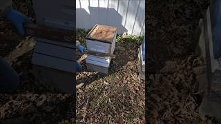 Homestead beekeeping Not our bees [upl. by Kcinimod]