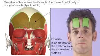 101 Botox Target Muscles 2014 [upl. by Combe]