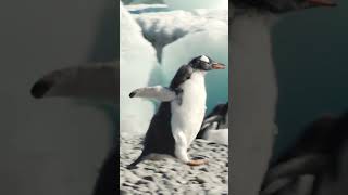 Gentoo Penguin Chase  Antarctica  Lindblad Expeditions [upl. by Amahs]