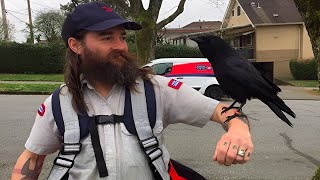 Man Feeds Birds Every Day Until Wife Notices What He Gives Them Is Not Food [upl. by Bough409]