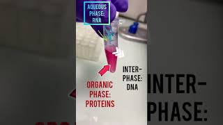 RNA extraction rna extraction trizol chloroform [upl. by Ainehta408]