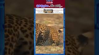 పులి వ్యూహం  వేట  అదుర్స్ vstnewsz monkey cheetahvsmonkey viralshort viralvideo [upl. by Mahmoud]