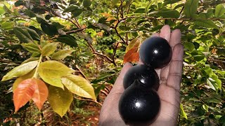 🌿 Veja como está JABOTICABA OLHO DE BOI um ano depois de enxertada na jaboticabeira Sabará 😍 [upl. by Murtha]