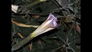 Datura Night Blooming [upl. by Orth364]